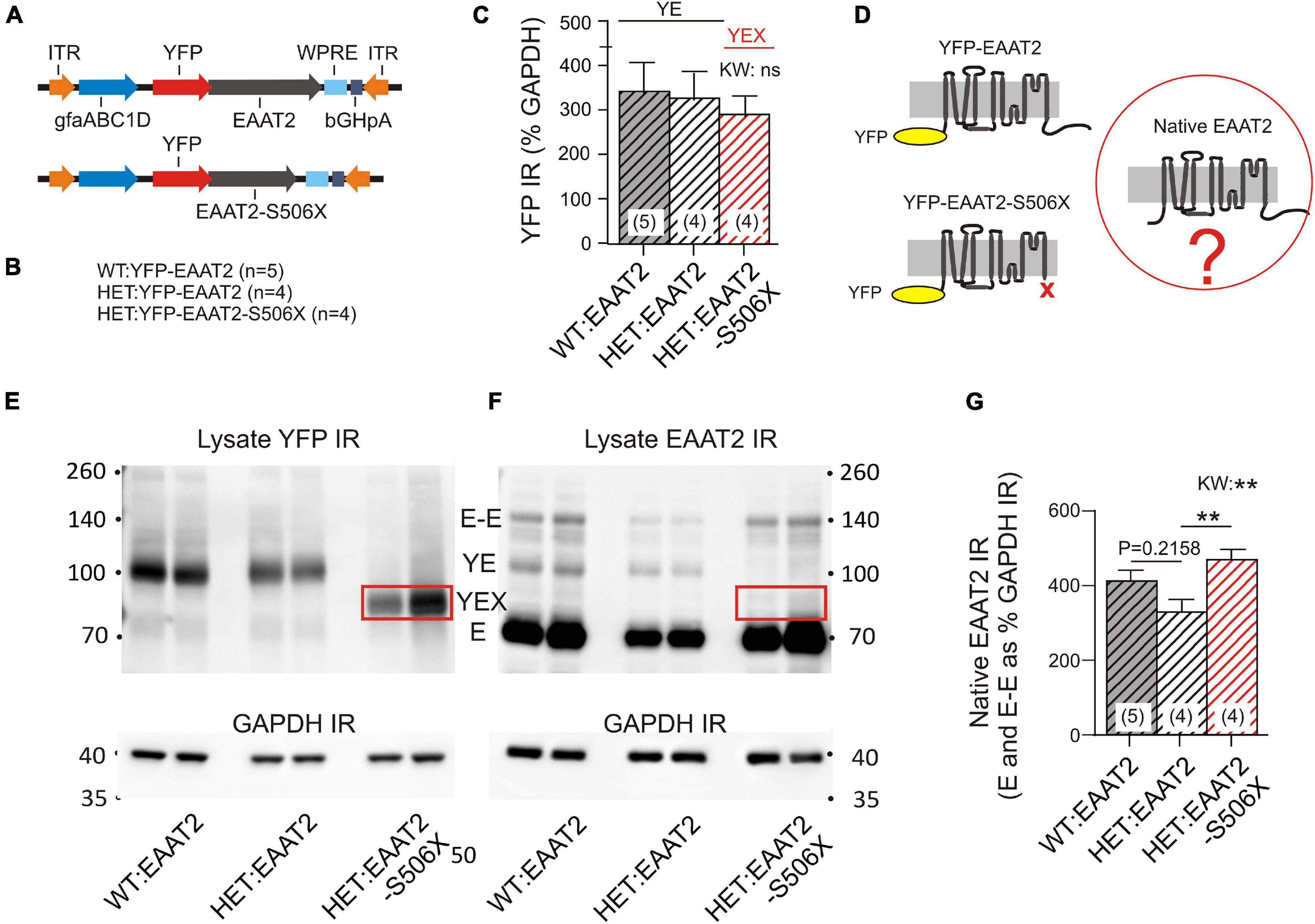 Frontiers | Uncoupling the Excitatory Amino Acid Transporter 2 