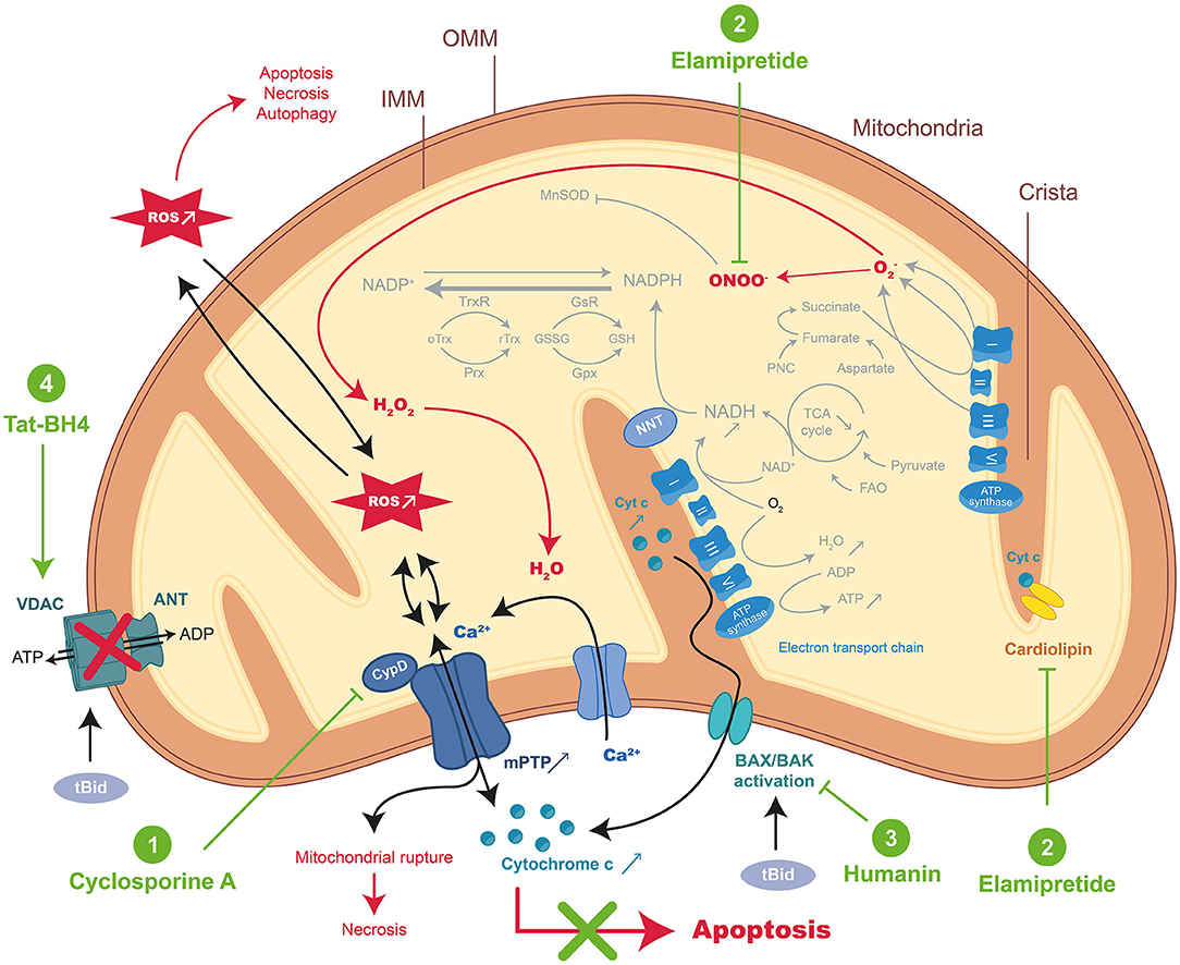 Distinct Roles of Autophagy in the Heart During Ischemia and Reperfusion