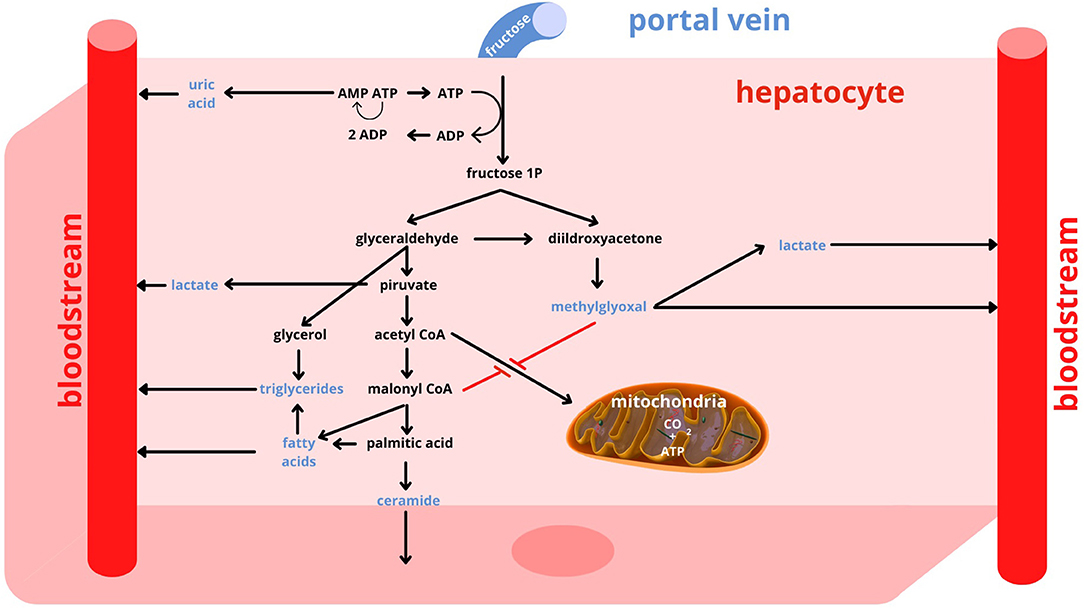 Glucose or fructose: a new study about the impact of sugar on metabolism  and cardiovascular health - Current events - University of Barcelona