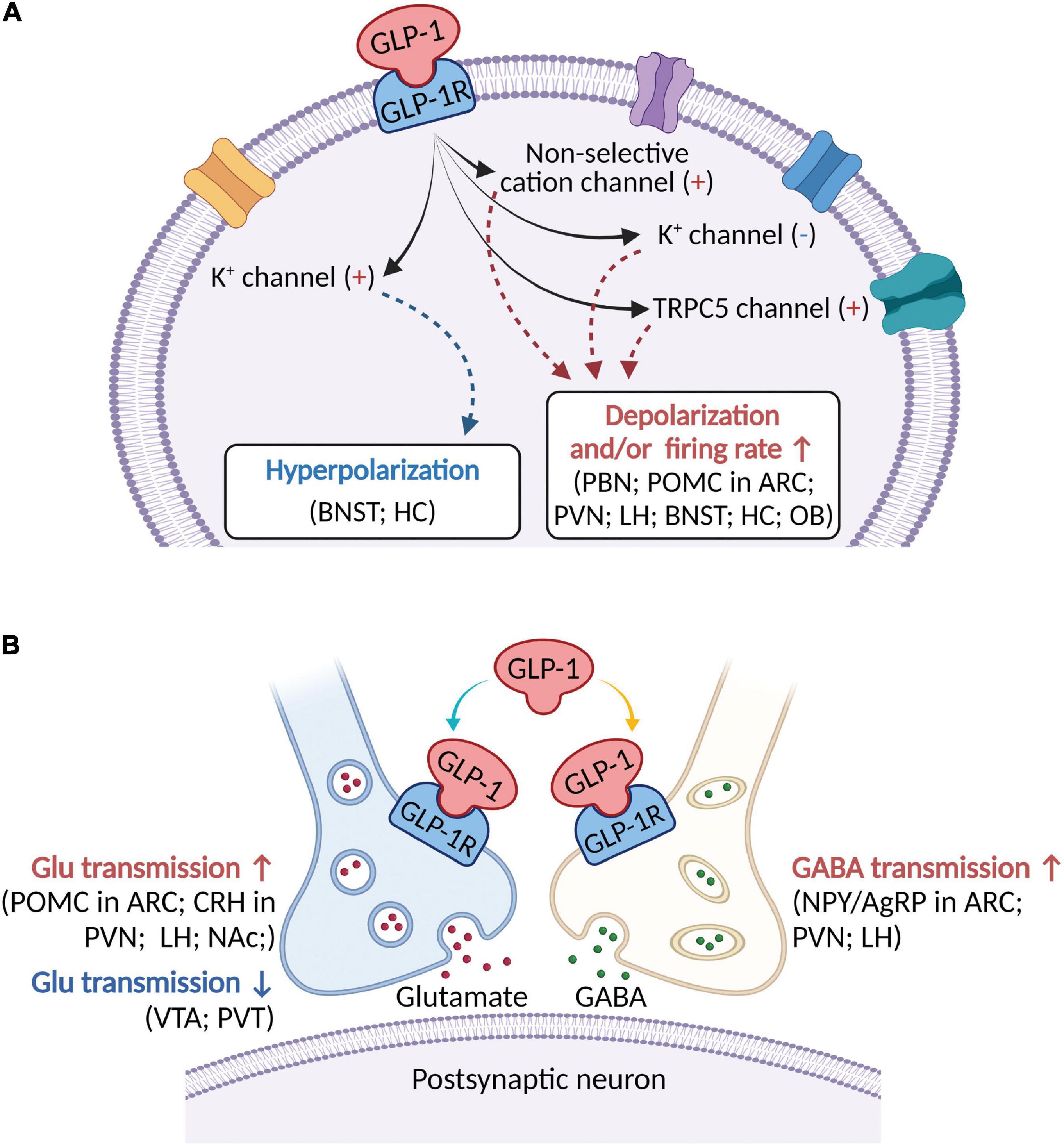 GLP 1 Signaling Pathway