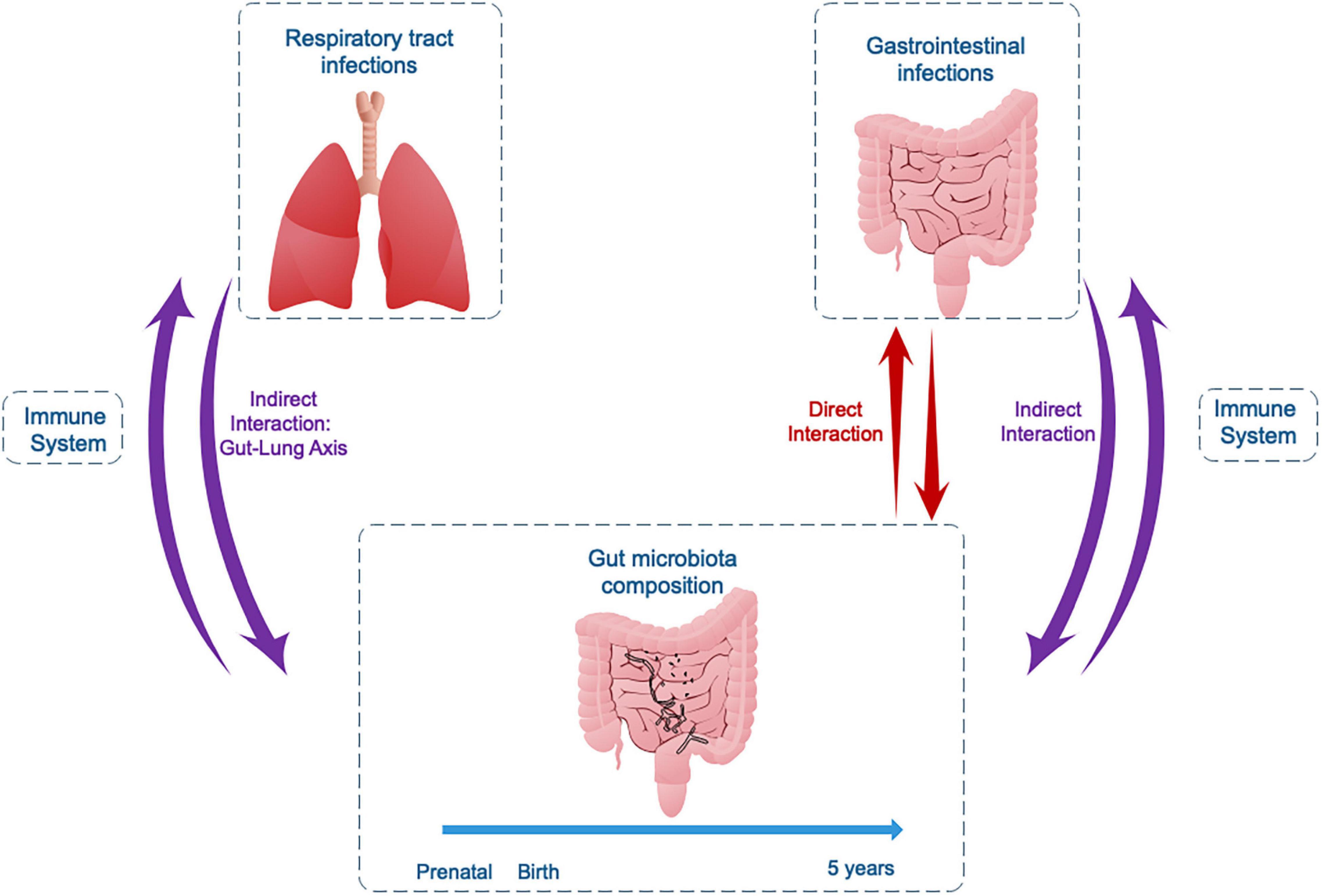 Frontiers | Bacterial Gut Microbiota and Infections During Early 