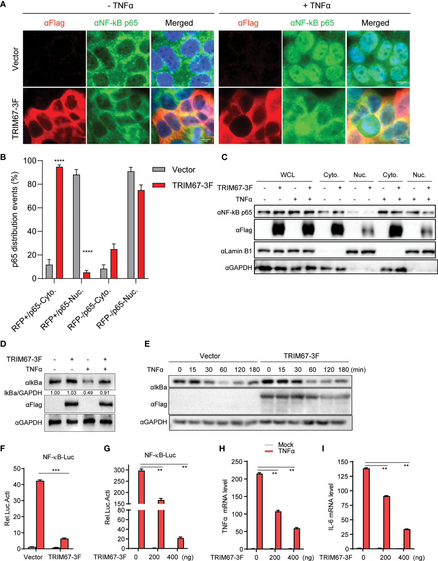 Western blots show p65 antibodies that passed the test of specificity