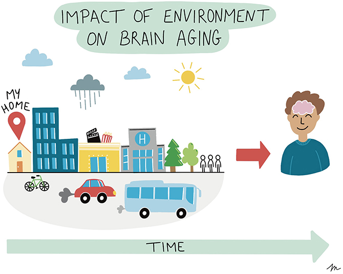Figure 2 - Various aspects of our living environments may impact brain aging over time, including resources (such as sports equipment, museums, libraries, cinemas, healthy food stores, public transport, or health services), social environment (feelings of community, social clubs), built environment (presence of green spaces, cycle paths), exposure to toxic agents (air pollution, pesticides), and environmental hazards (noise, temperature) (image credit: Margaux Letellier).