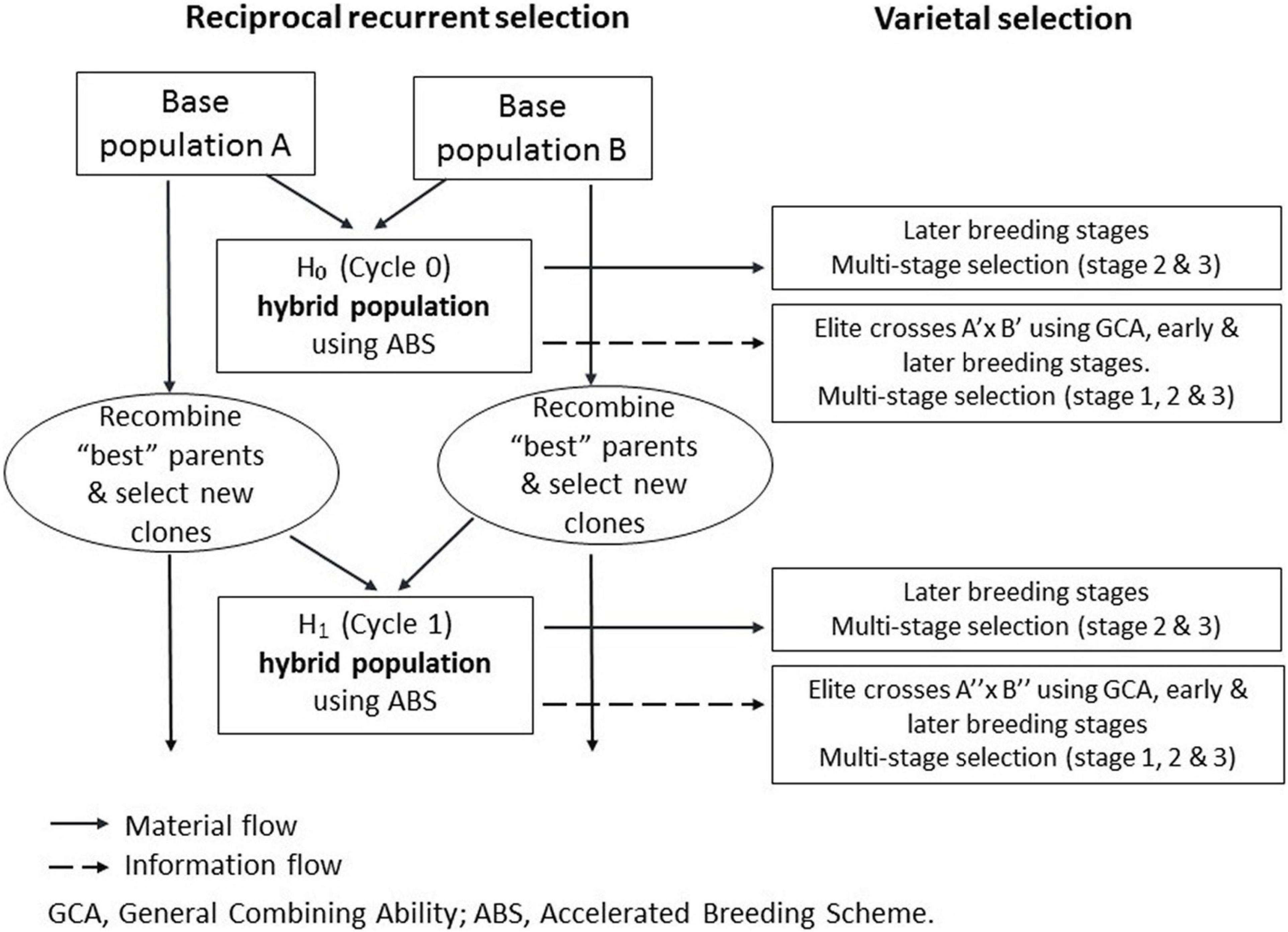 Frontiers | Heterosis and Responses to Selection in Orange-Fleshed Sweetpotato (Ipomoea batatas L.) Improved Using Reciprocal Recurrent Selection Frontiers | Heterosis and Responses to Selection in Orange-Fleshed Sweetpotato (Ipomoea batatas L.) Improved Using Reciprocal Recurrent Selection