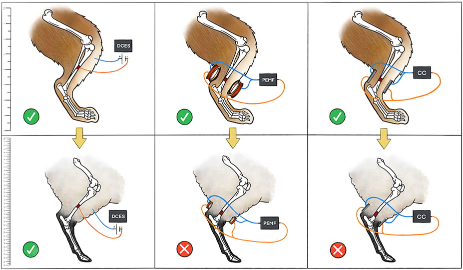 Efficacy of bone stimulators in large-animal models and humans may