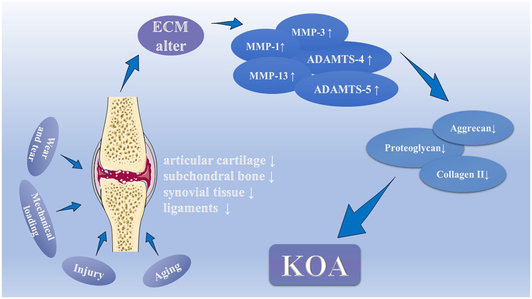 Frontiers  Benefits and Mechanisms of Exercise Training for Knee