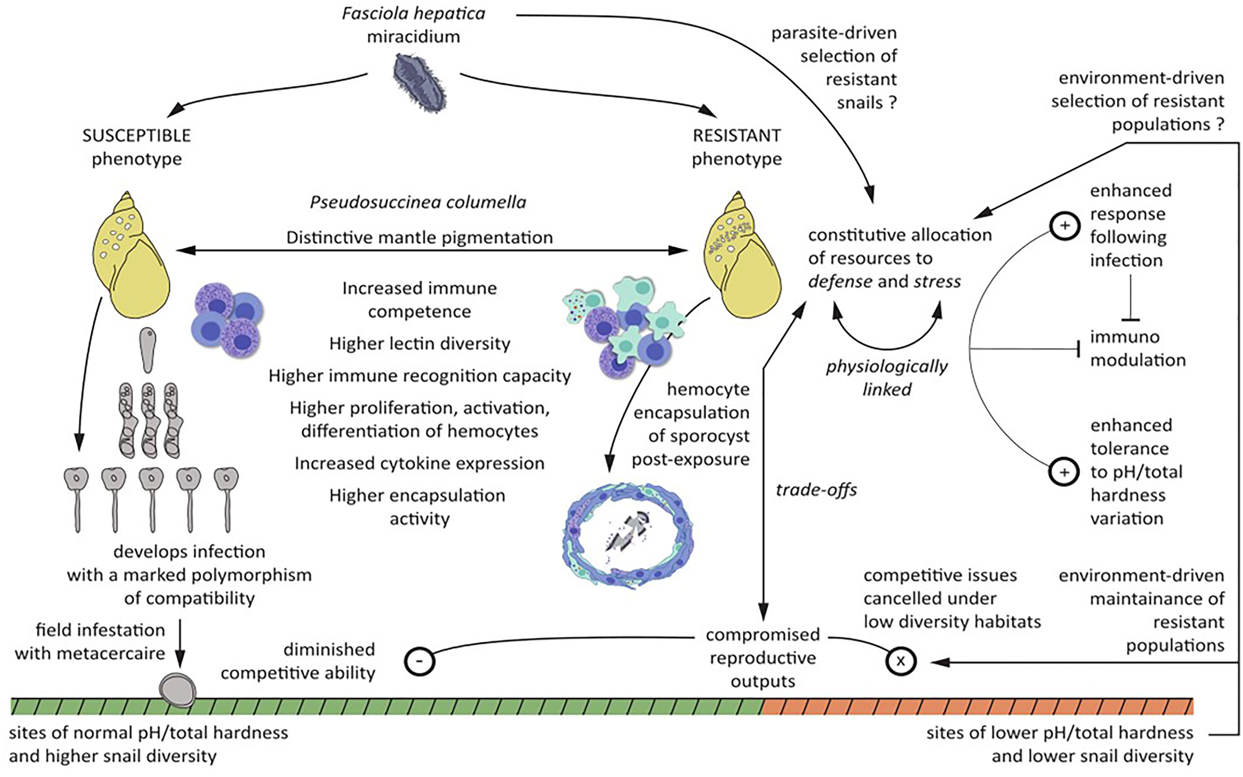 Fasciola hepatica-Pseudosuccinea columella interaction: effect of  increasing parasite doses, successive exposures and geographical origin on  the infection outcome of susceptible and naturally-resistant snails from  Cuba, Parasites & Vectors