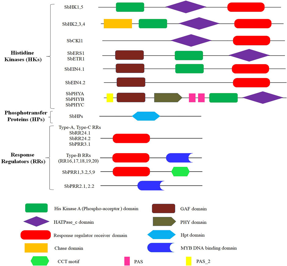 Transcriptional control of aspartate kinase expression during