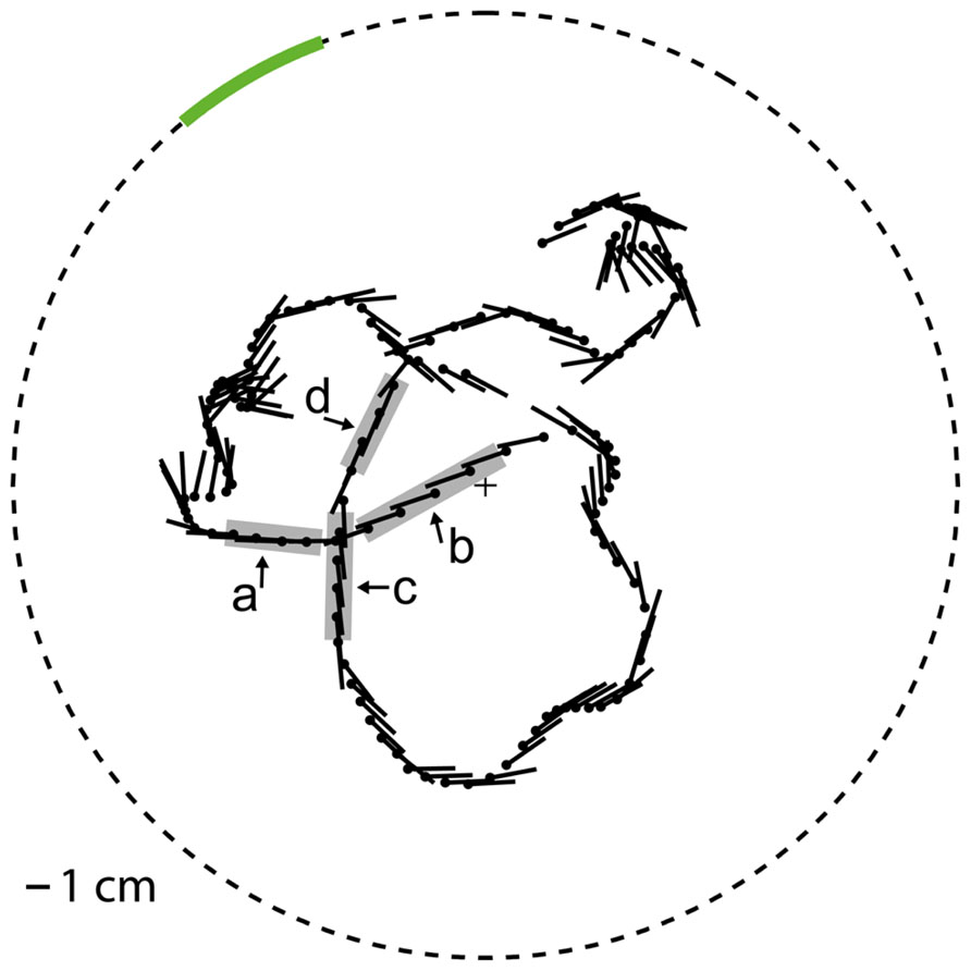 www.frontiersin.org