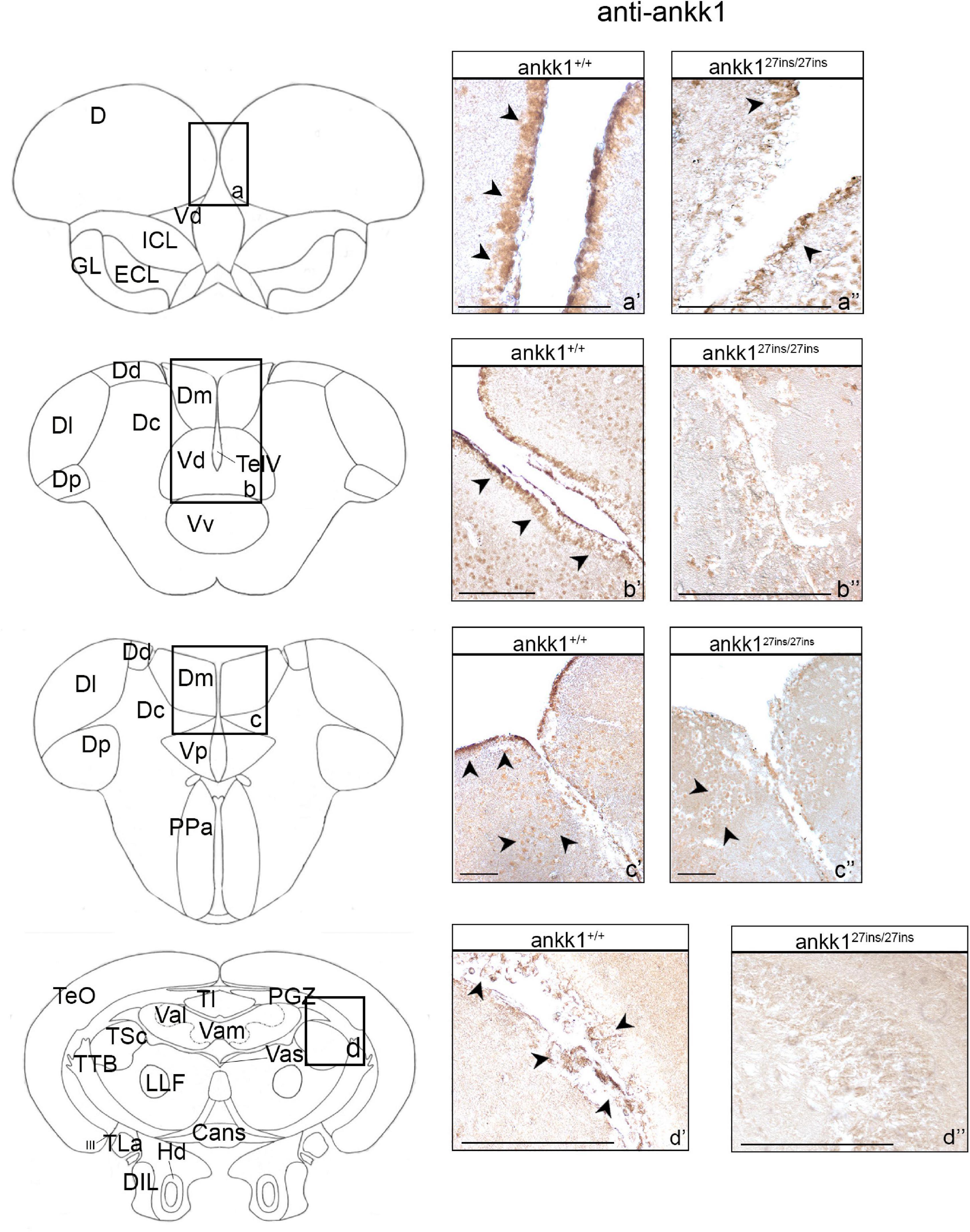 Frontiers | Ankk1 Loss of Function Disrupts Dopaminergic Pathways in  Zebrafish