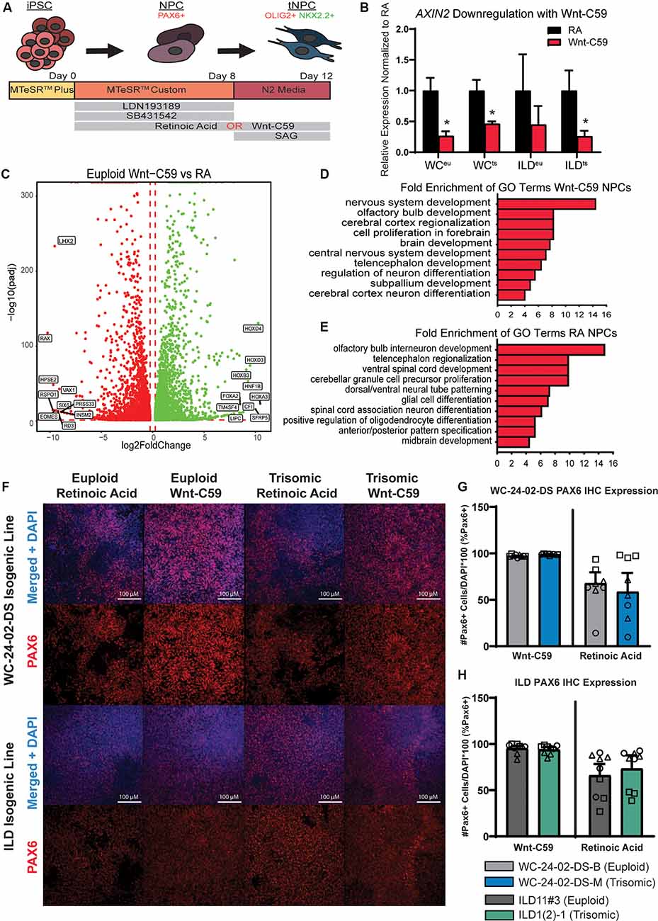 Frontiers | Sonic Hedgehog Pathway Modulation Normalizes Expression of ...