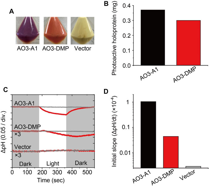 Frontiers  Exploring the Retinal Binding Cavity of