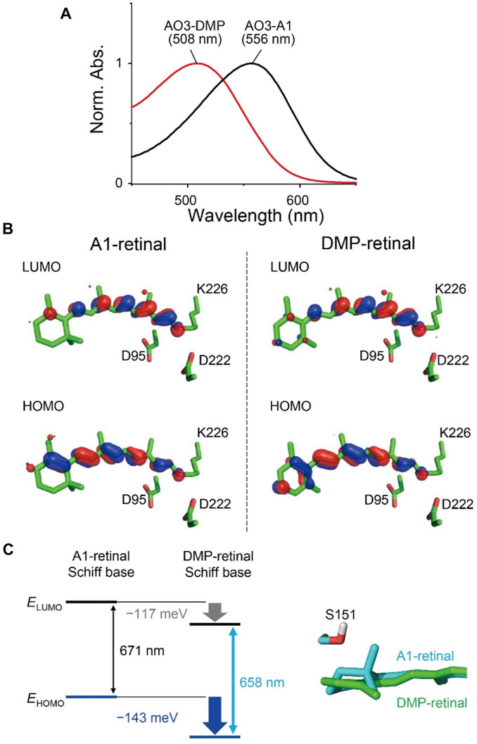 Frontiers  Exploring the Retinal Binding Cavity of