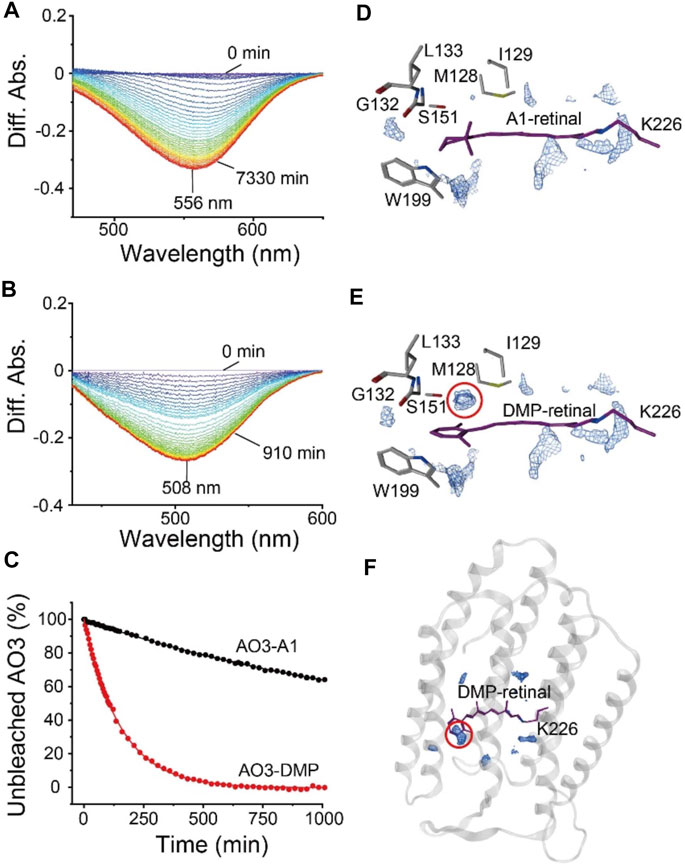 Frontiers  Exploring the Retinal Binding Cavity of