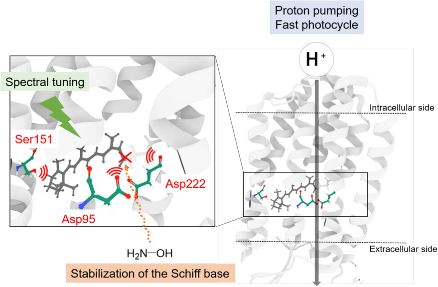 Frontiers  Exploring the Retinal Binding Cavity of