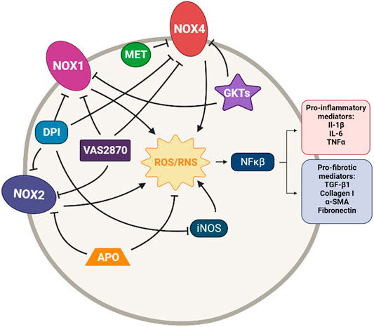 Current approved therapeutic strategies for IPF and LC treatment