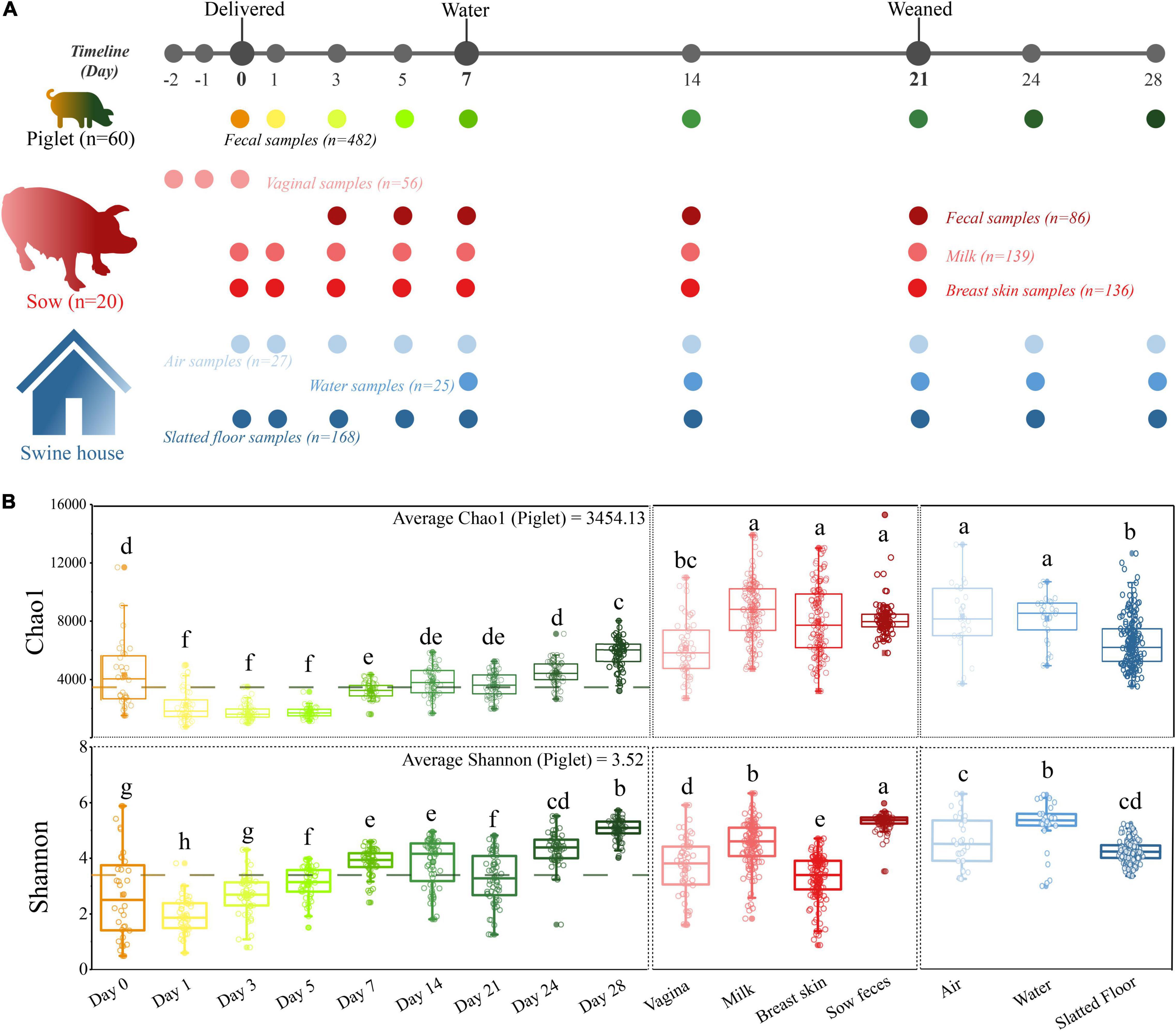 Frontiers  Importance of Zinc Nanoparticles for the Intestinal Microbiome  of Weaned Piglets