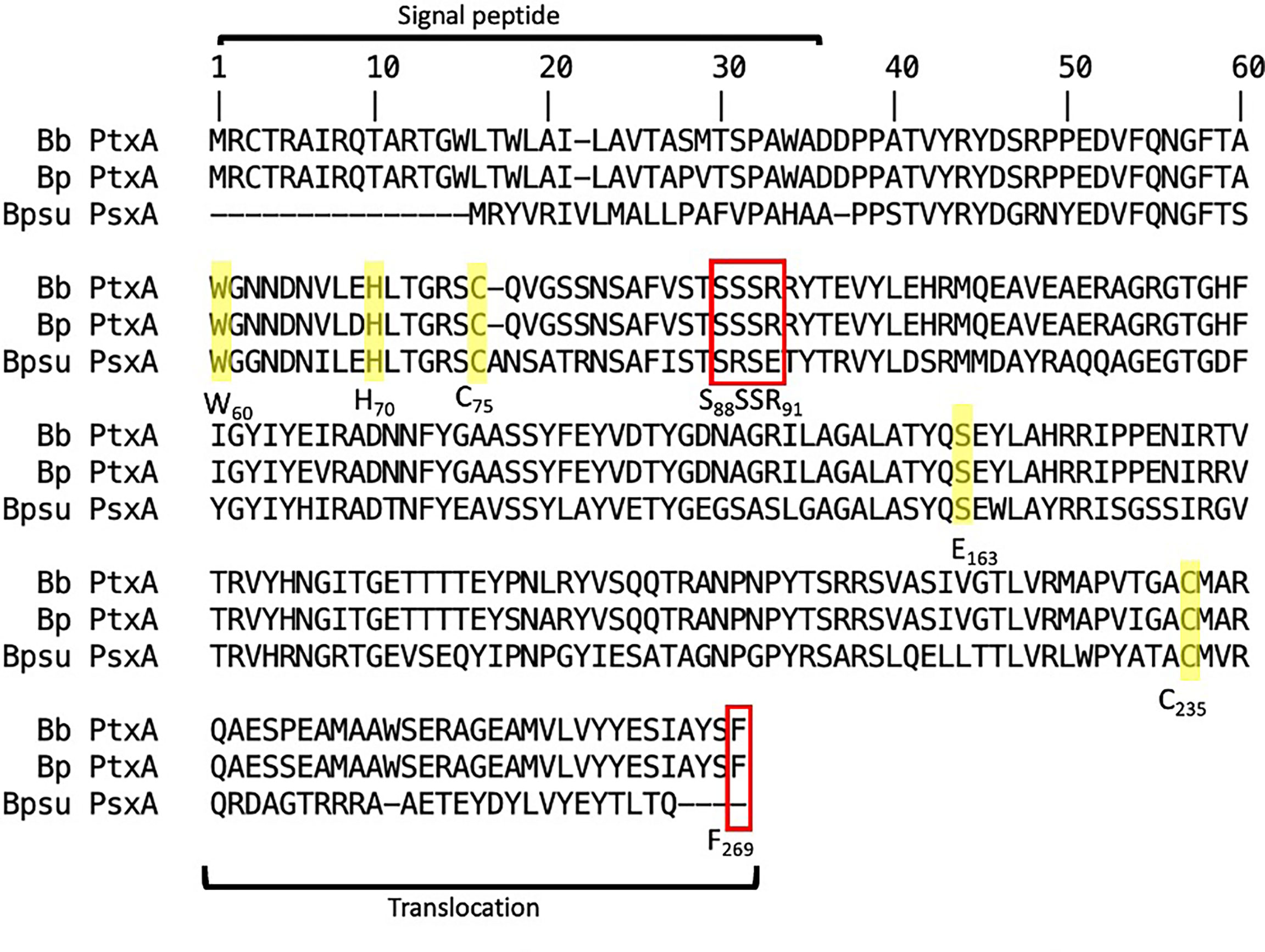 Frontiers  Contribution of a Novel Pertussis ToxinLike Factor in
