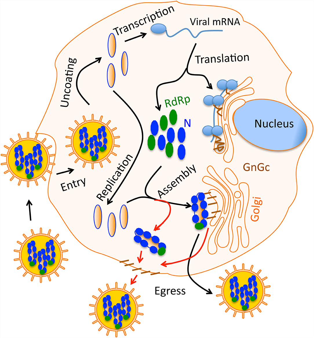 Frontiers | hantavirus induced kidney disease