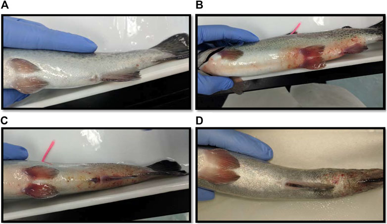 Frontiers  Non-Lethal Blood Sampling of Fish in the lab and Field With  Methods for Dried Blood Plasma Spot Omic Analyses