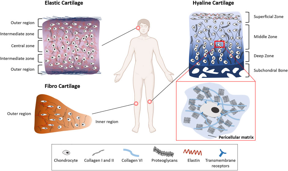 what is cartilage tissue