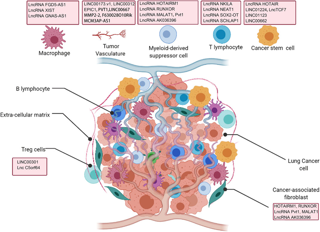 Frontiers Long Non Coding Rnas In Lung Cancer The Role In Tumor Microenvironment