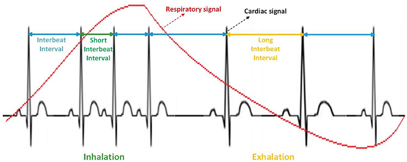 Figure 1 - Breathing and heart rate are related.