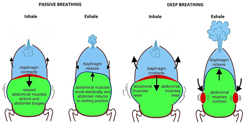 Figure 2 - During passive breathing, inhalation is an active process in which a muscle called the diaphragm (red, located between the abdomen and the lung cavity) contracts.