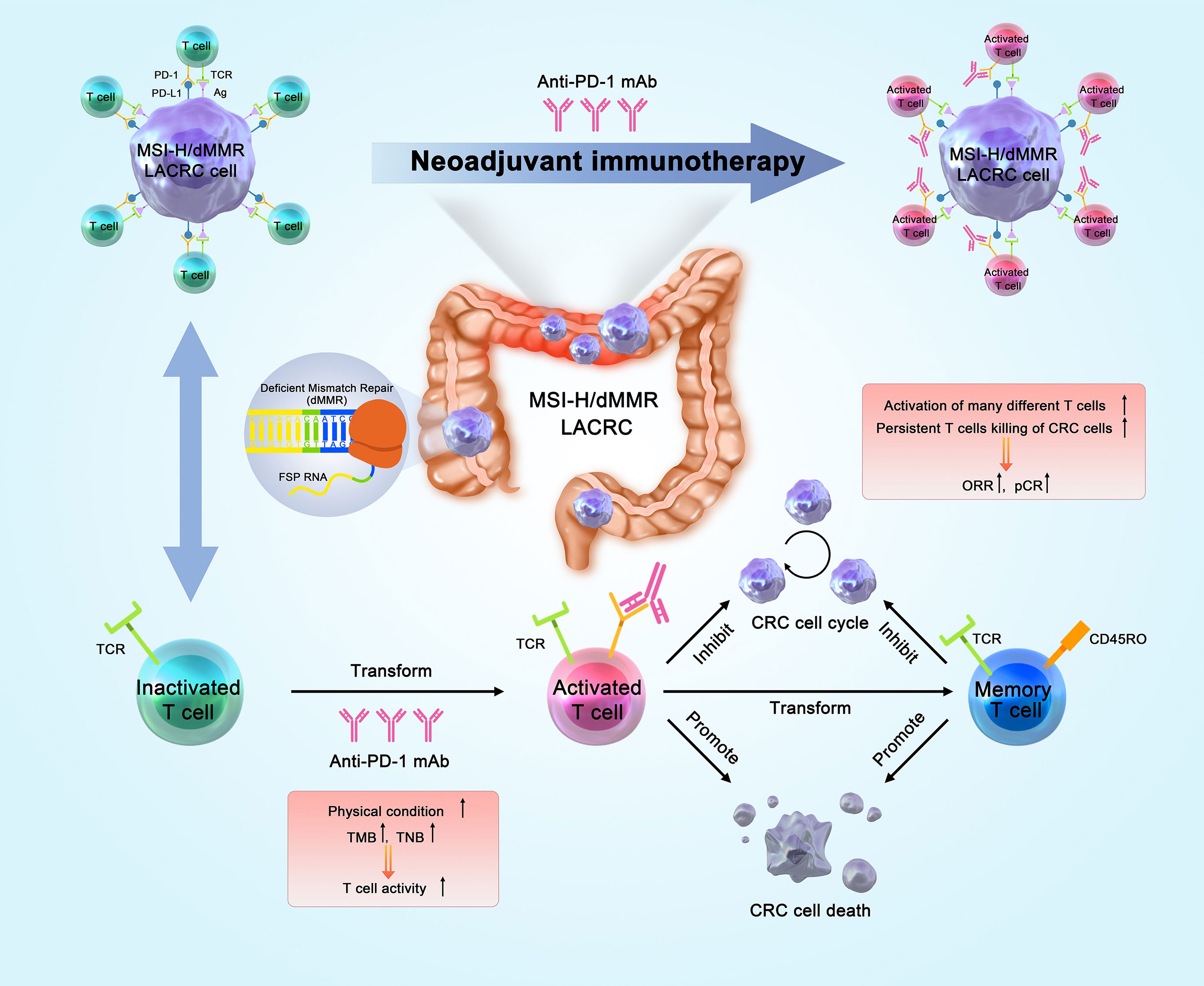 Frontiers | Neoadjuvant Immunotherapy for MSI-H/dMMR Locally Advanced ...