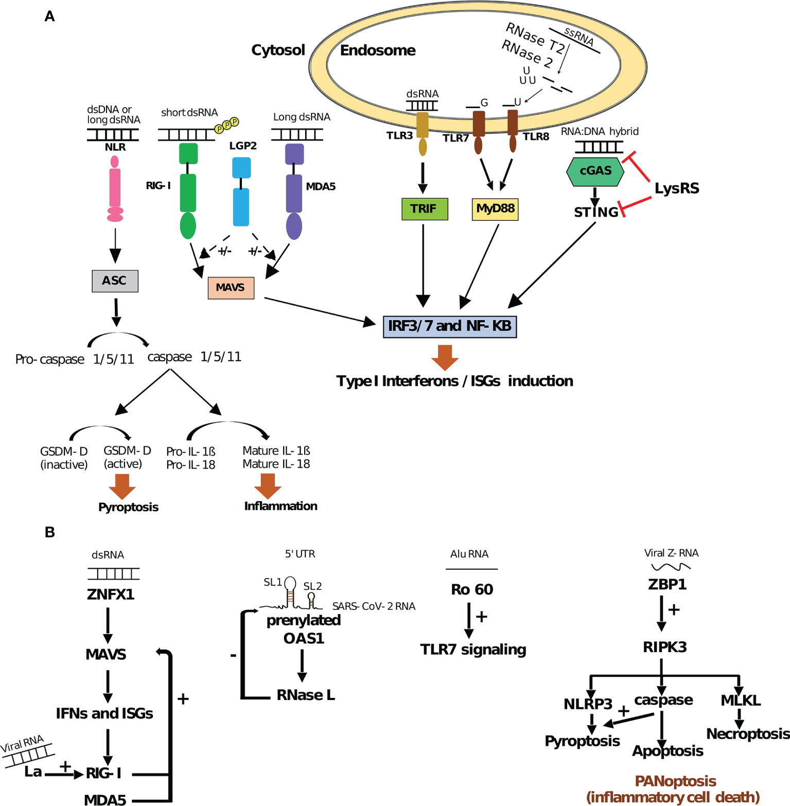 Frontiers Shaping The Innate Immune Response Through Post