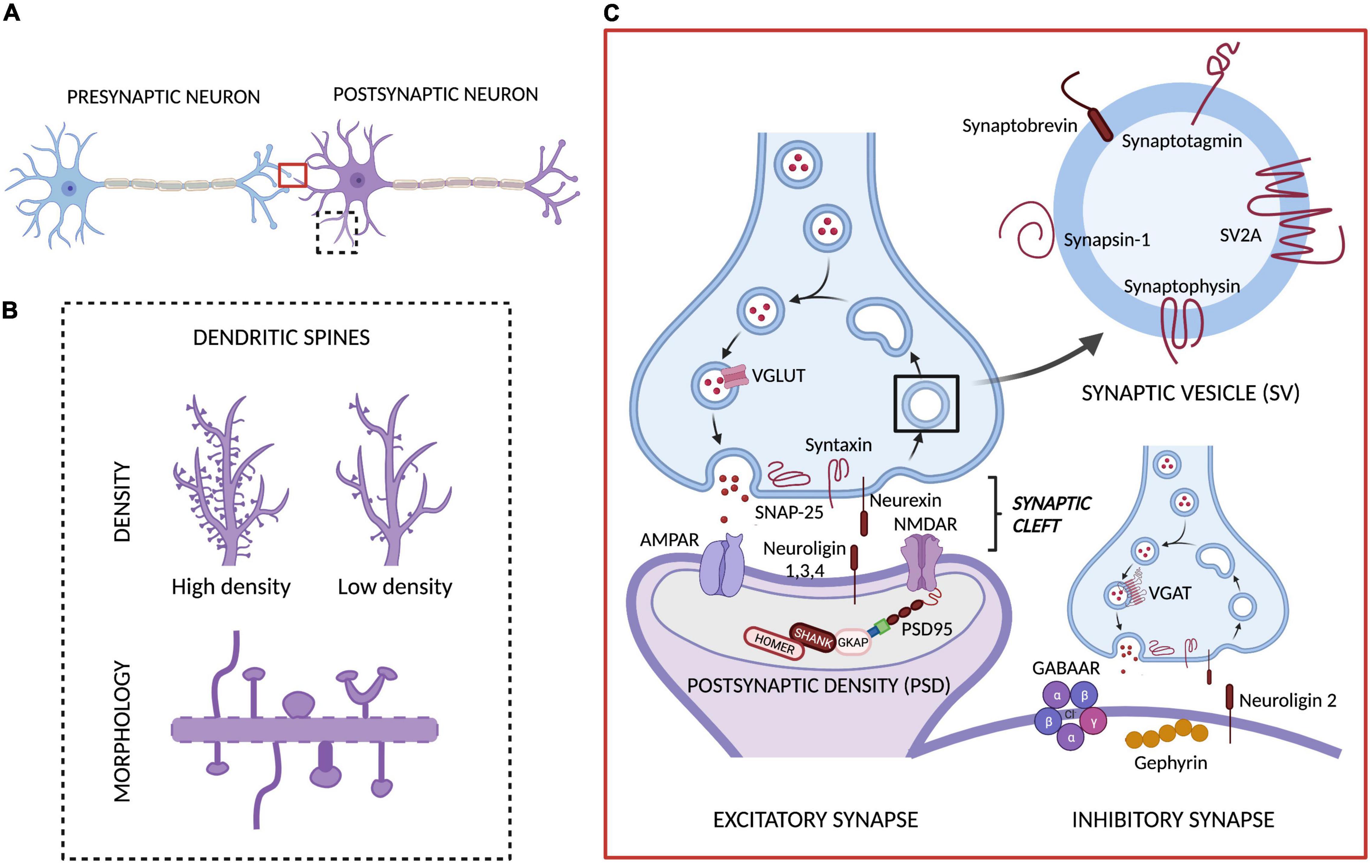 Scientists discover unique imaging technique to view synapse proteins