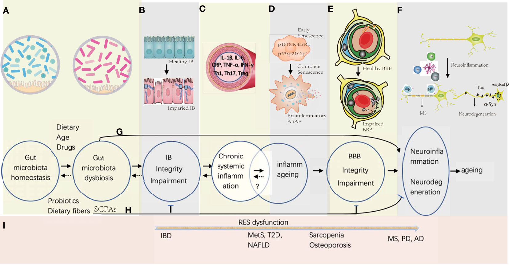 Frontiers  Interactions between microbiota and cervical