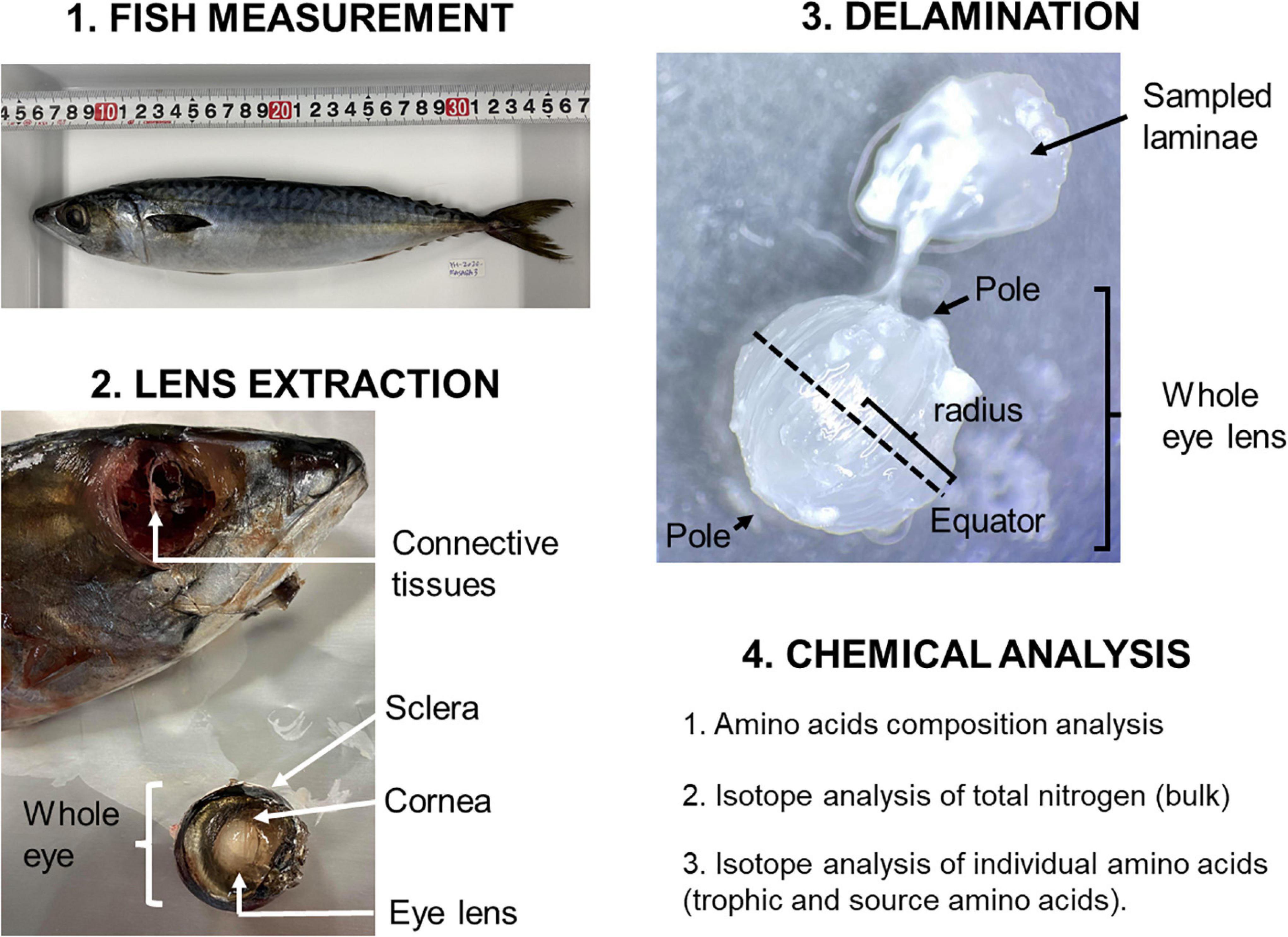 Frontiers  Compound-Specific Nitrogen Isotope Analysis of Amino Acids in  Eye Lenses as a New Tool to Reconstruct the Geographic and Trophic  Histories of Fish