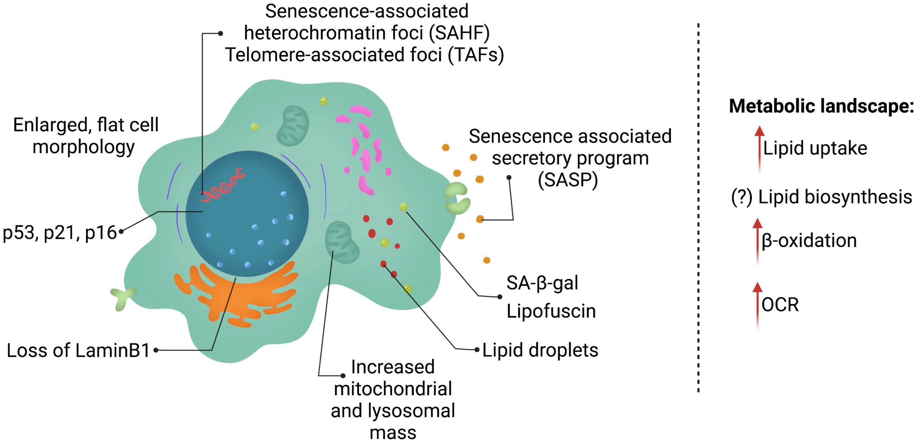 Frontiers | Lipids as Regulators of Cellular Senescence