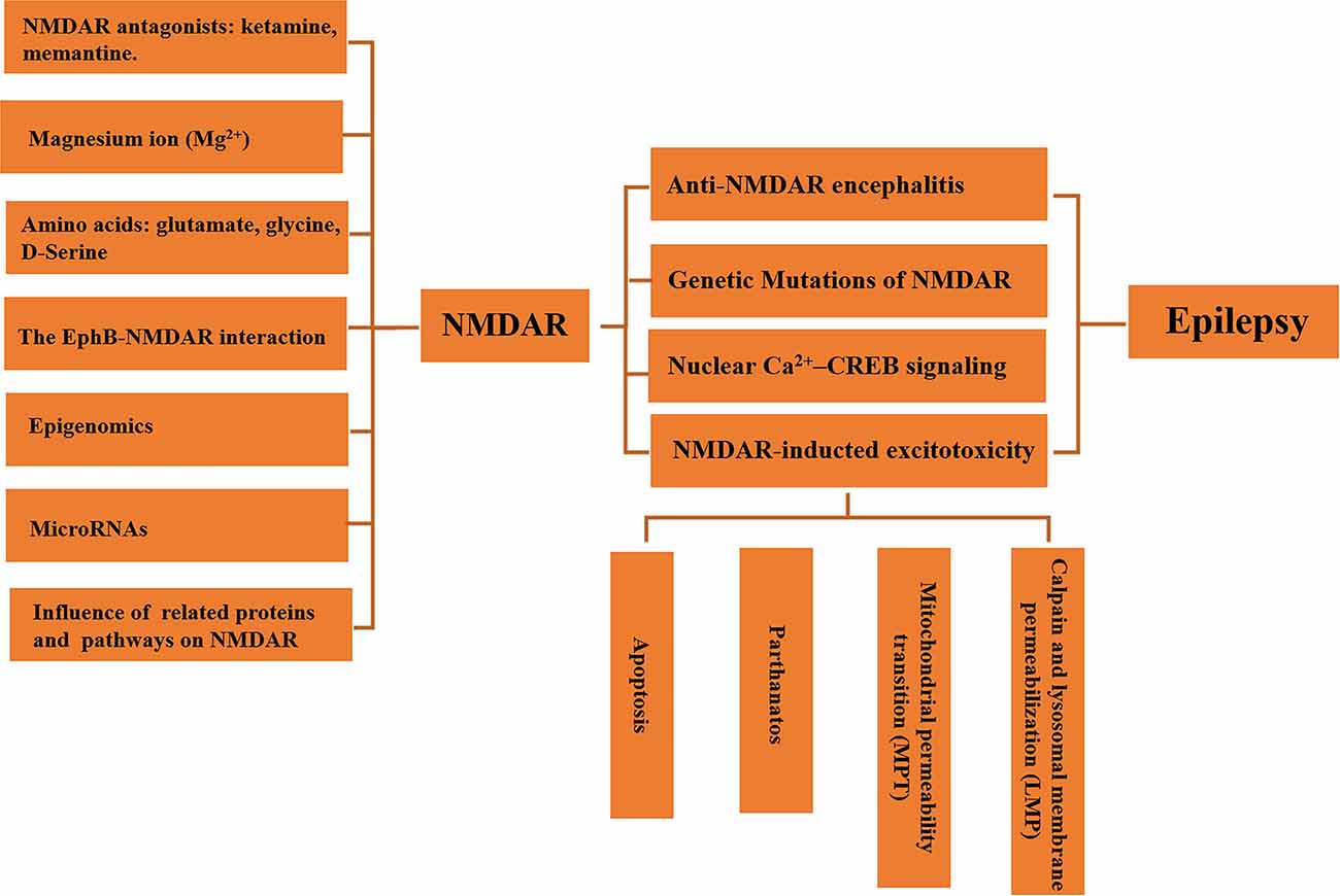 Nmdar-l sale