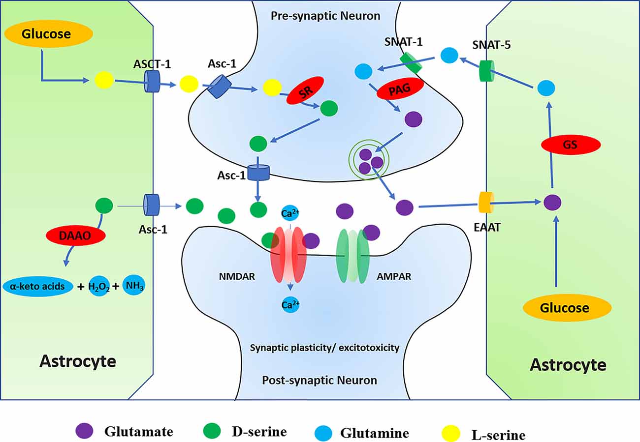 Frontiers Roles of N Methyl D Aspartate Receptors NMDARs in Epilepsy