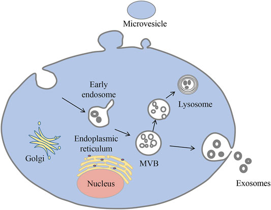 Advances in mesenchymal stem cell exosomes