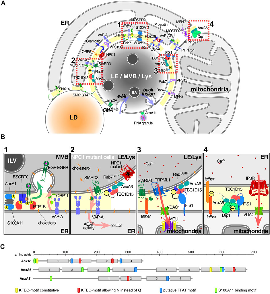 Analyses of Distances from the Plasma Membrane to Intracellular