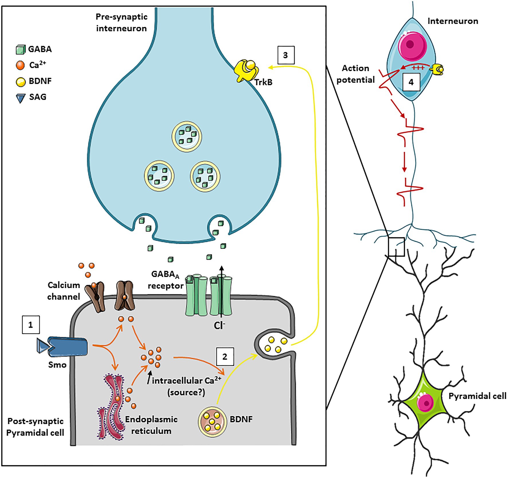 DTNB effects on GGHH and HHGG chimeric channels. A, schematic diagrams