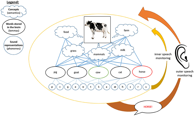 Figure 1 - What happens in our brain when we detect an error made when naming a picture?