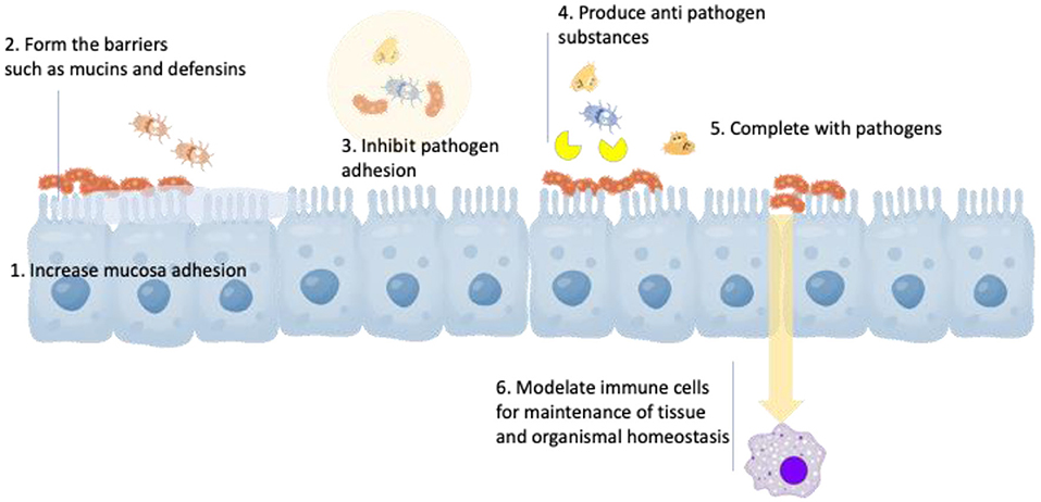 Frontiers | Mango Pectic Oligosaccharides: A Novel Prebiotic for ...