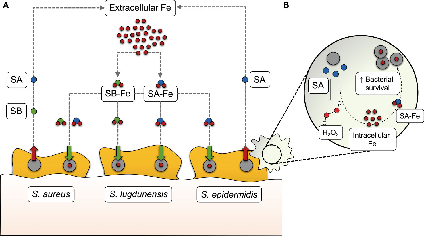 Staphylococcus Aureus - Stepwards