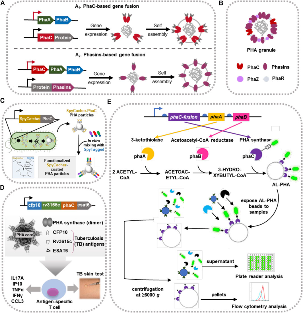 Progress in Hydroxyapatite–Starch Based Sustainable Biomaterials