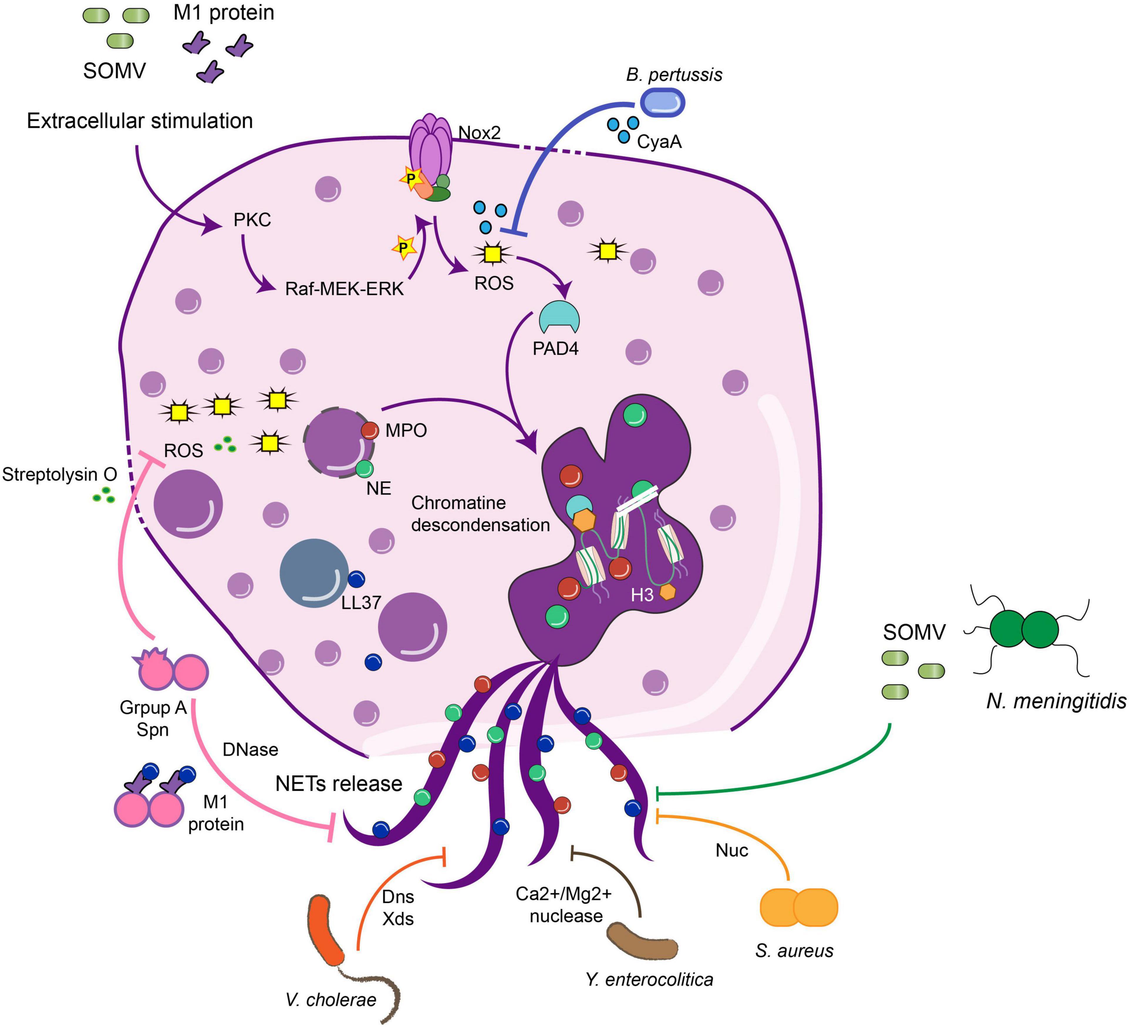 Staphylococcus aureus and Neutrophil Extracellular Traps: The Master  Manipulator Meets Its Match in Immunothrombosis