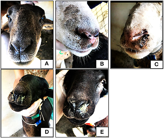 Asagittal section sheep head shows various larval stages bot fly in the