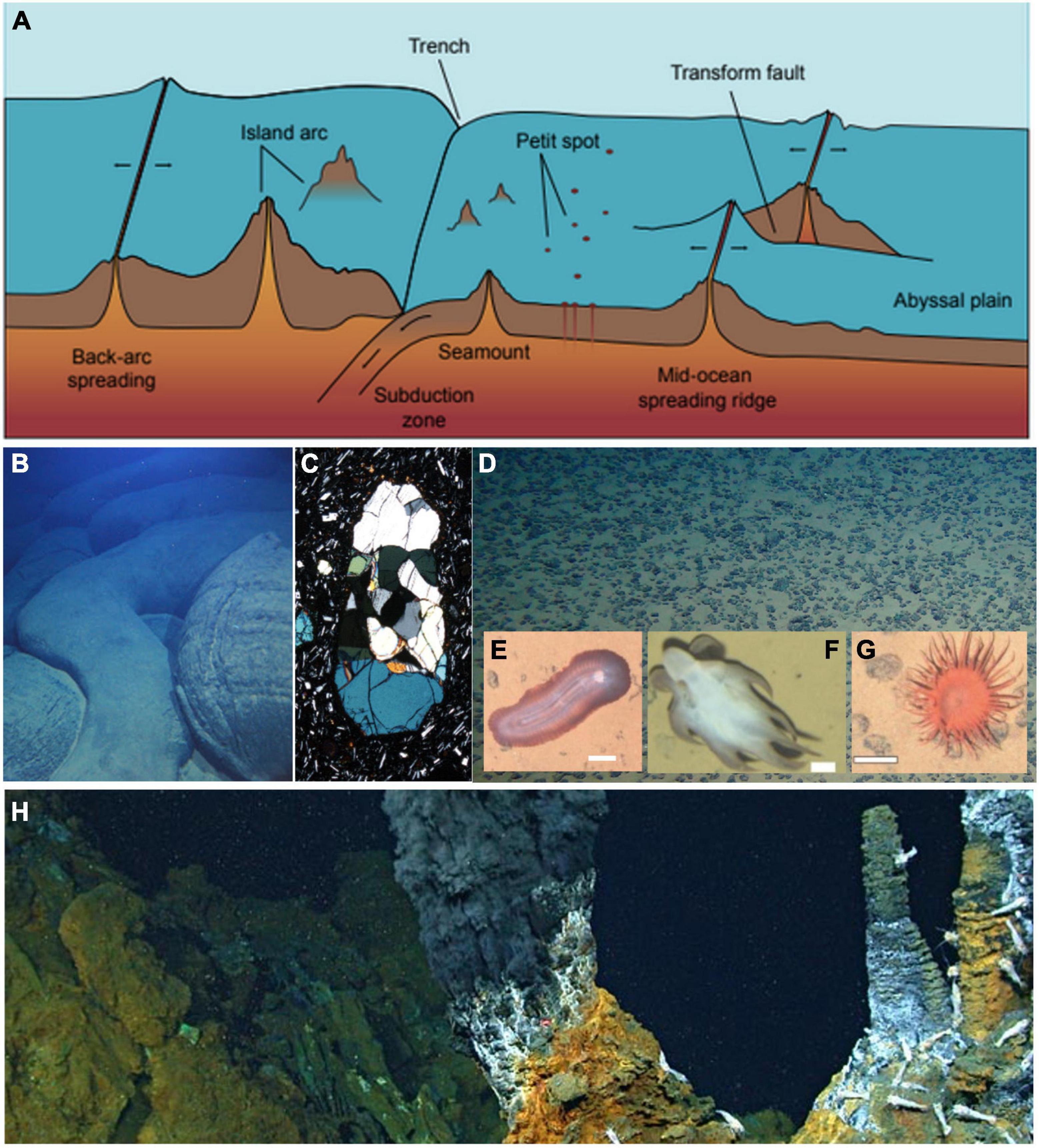 abyssal zone food web