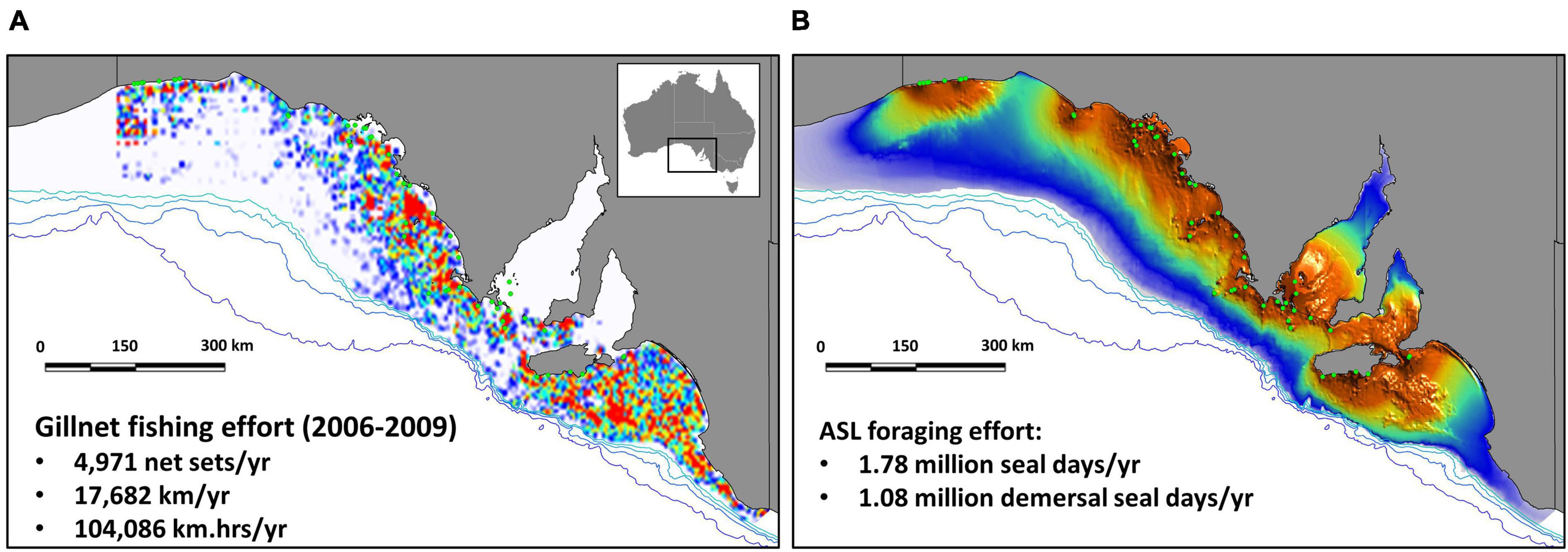 Frontiers  Assessment of Australian Sea Lion Bycatch Mortality in a Gillnet  Fishery, and Implementation and Evaluation of an Effective Mitigation  Strategy