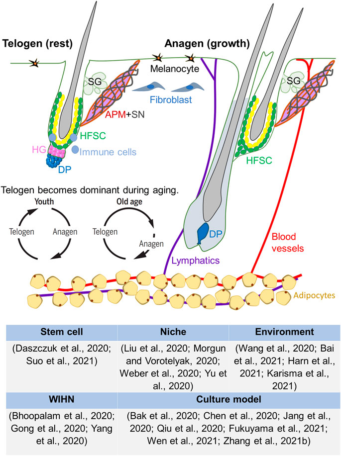 Frontiers | Editorial: Hair Follicle Stem Cell Regeneration in Aging