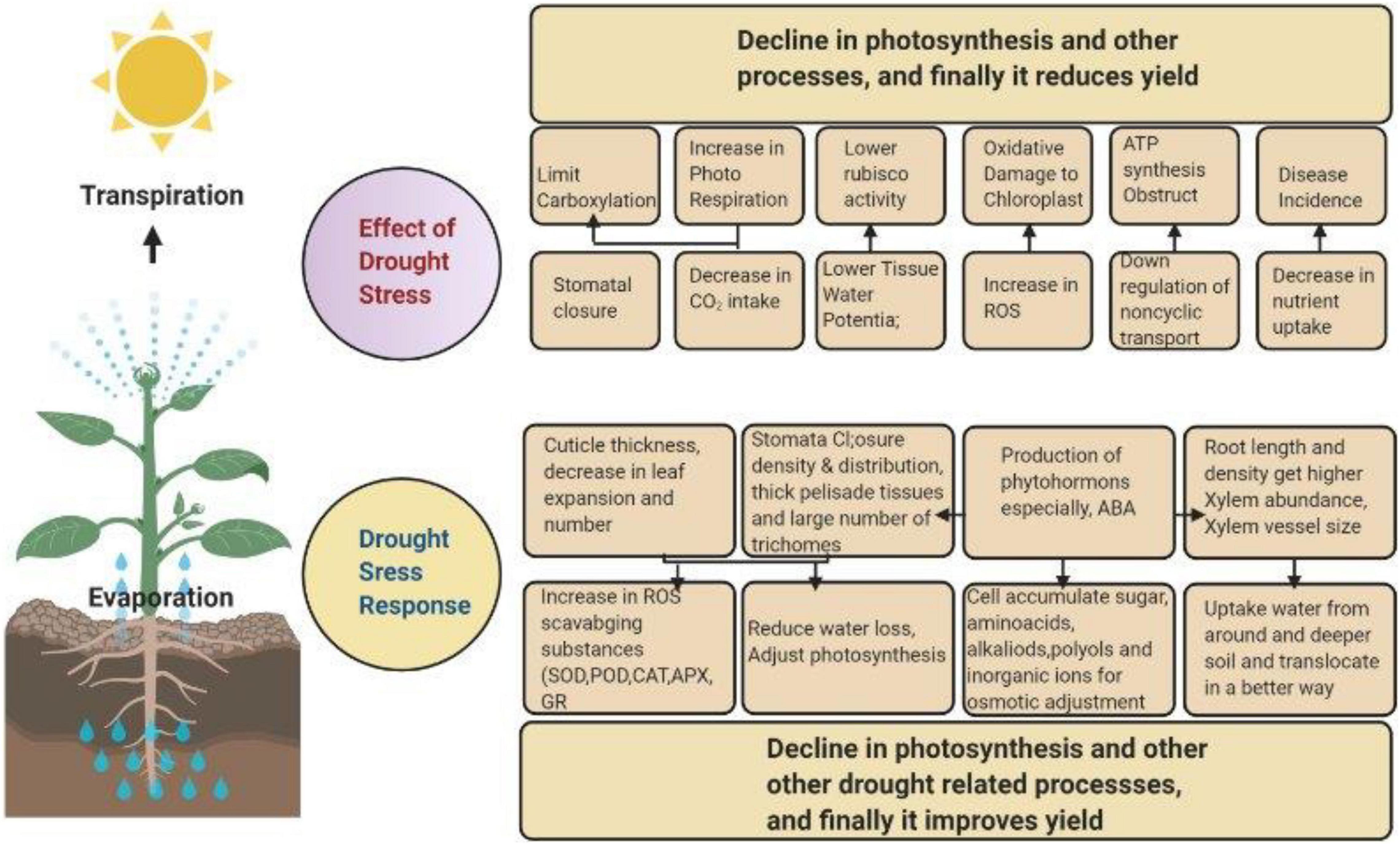 harmful effects of transpiration in plants