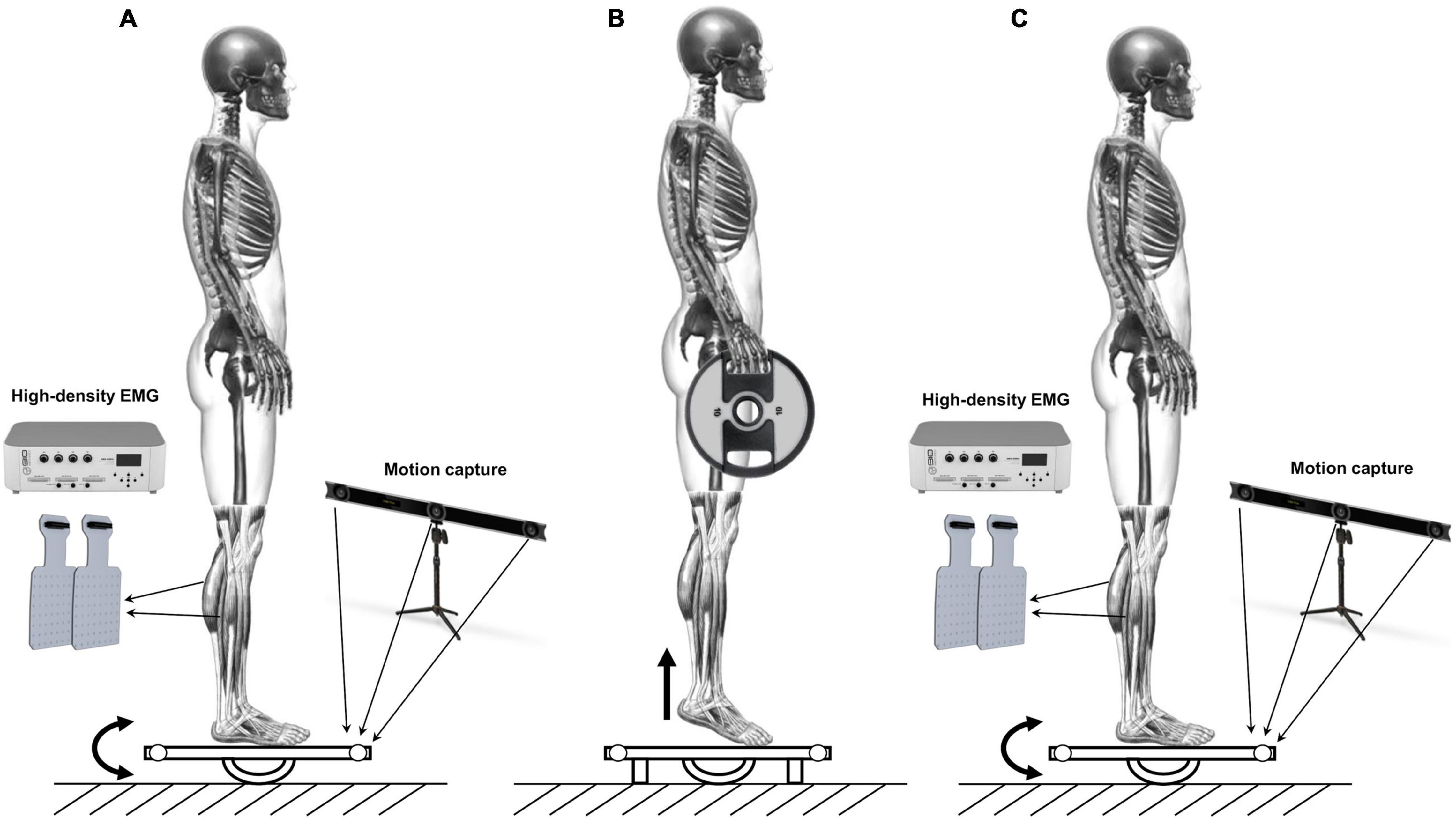 Illustration about Back projection of the human body. Showing muscle groups  that work during exercise. Exercising for…